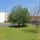 ČESKÁ KOMUNIKAČNÍ a.s.