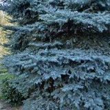 PALEČEK MILOŠ-GS STUDIO