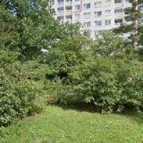 KŘESŤANSKÝ SBOR PRAHA JIŽNÍ MĚSTO