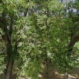 NÁBOŽENSKÁ OBEC CÍRKVE ČESKOSLOVENSKÉ HUSITSKÉ V PRAZE 4-KRČ