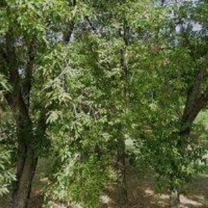 obrazek: avatar NÁBOŽENSKÁ OBEC CÍRKVE ČESKOSLOVENSKÉ HUSITSKÉ V PRAZE 4-KRČ