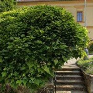 obrazek: avatar ŘÍMSKOKATOLICKÁ FARNOST U KOSTELA NANEBEVZETÍ PANNY MARIE Praha-Modřany