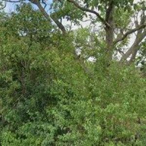 obrazek: avatar MŠ Starodubečská