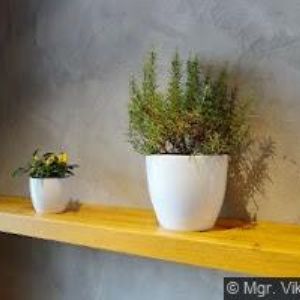 obrazek: avatar TURNOVSKÁ PIVNICE WALTROVKA