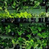 REDHOTCHILLI-VIETNAMSKÉ BISTRO