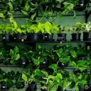 obrazek: avatar REDHOTCHILLI-VIETNAMSKÉ BISTRO