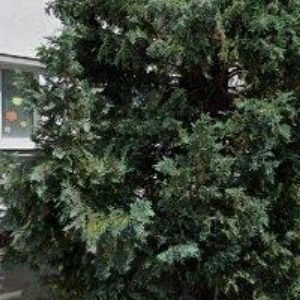 obrazek: avatar KINDERGARTEN