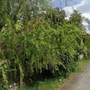 obrazek: avatar KOŽÍŠEK PAVEL