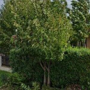 obrazek: avatar RADKA KADEŘNICTVÍ