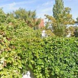 obrazek: avatar ŠANCE ZDRAVÍ VIVIDUS