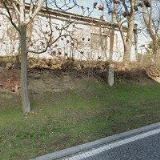 TREECLIMBERS-KÁCENÍ STROMŮ s.r.o.