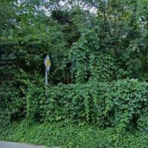 obrazek: avatar AGNUS