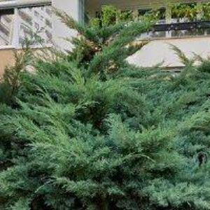 obrazek: avatar BYTOVÉ DRUŽSTVO ZÁZVORKOVA 1995-1999