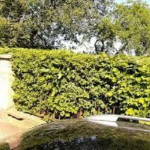 obrazek: avatar JOE'S GARAGE