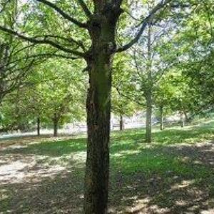 obrazek: avatar KARIKATURA 101