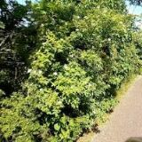 UNITED ISLANDS OF PRAGUE