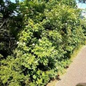 obrazek: avatar UNITED ISLANDS OF PRAGUE