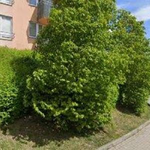 obrazek: avatar TŘASÁK VÁCLAV-SHAKER PRODUCTION