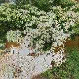 TJ SOKOL Hodkovičky