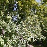 ČESKÝ SVAZ MODERNÍHO PĚTIBOJE, z.s.