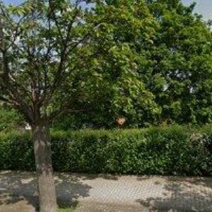 obrazek: avatar ZLATÁ RYBKA, z.ú.