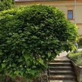 FARNÍ CHARITA Praha 4-Modřany