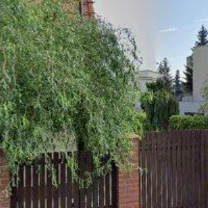 obrazek: avatar ANIMA CANDIDA