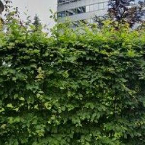 obrazek: avatar SDRUŽENÍ IMPORTÉRŮ SOUČÁSTÍ AUTOMOBILŮ, SERVISNÍ A GARÁŽOVÉ TECHNIKY