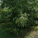 ČESKY KYNOLOGICKÝ SVAZ Praha 8-Libeň