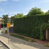 SPECIALIZOVANÁ ZÁKLADNÍ ORGANIZACE ČESKÉHO ZAHRÁDKÁŘSKÉHO SVAZU SAINTAPAULIA Praha