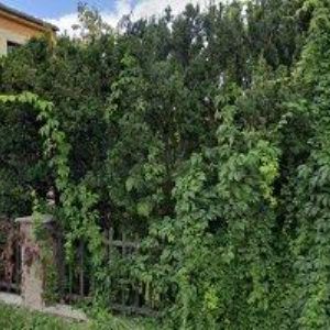 obrazek: avatar HERODESOVÁ MARCELA MUDr.