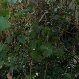 VÁŠOVÁ MARIE MUDr.