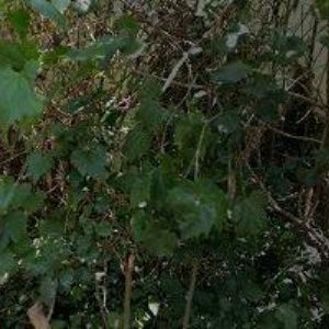 obrazek: avatar VÁŠOVÁ MARIE MUDr.