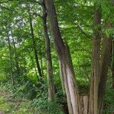 AUTOLAKOVNA LIPOWSKI s.r.o.