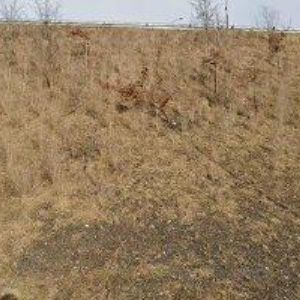 obrazek: avatar LIBROS