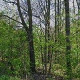 PAVELKA TOMÁŠ-AUTOSLUŽBY