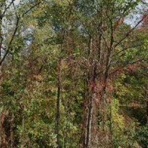 obrazek: avatar AUTOSERVIS DAKR