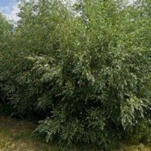 obrazek: avatar ZAHAS s.r.o.