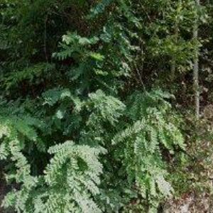 obrazek: avatar PENZION PŘÍVOZ