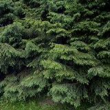 PENZION ZLATÝ POTOK