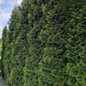 obrazek: avatar ABAKUS FAS s.r.o.