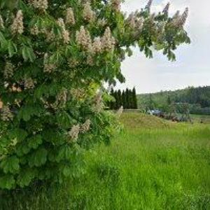 obrazek: avatar PENZION V HÁJKU