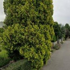 obrazek: avatar PENSION U SLUNCE