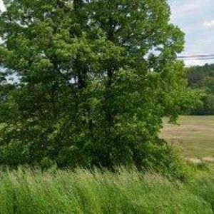 obrazek: avatar RESTAURACE HEJA