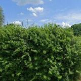 PETR MILAN-AUTOVRAKOVIŠTĚ ŽENKLAVA