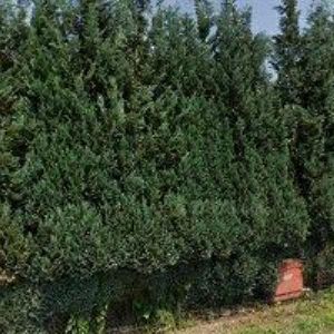 obrazek: avatar FRÝDLANTSKÁ ZEMĚDĚLSKÁ a.s.