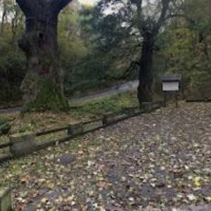 obrazek: avatar ZA DUBEM