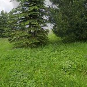 obrazek: avatar CHALUPA NA SKALCE