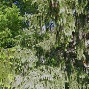 obrazek: avatar KUCHAŘÍK LADISLAV