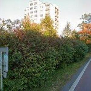 obrazek: avatar SZKANDERA OTAKAR